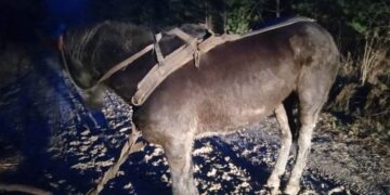 На Тернопільщині господар загубив коня з возом
