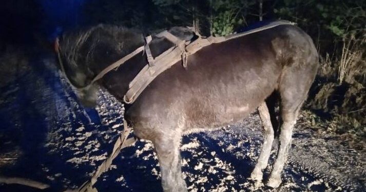На Тернопільщині господар загубив коня з возом