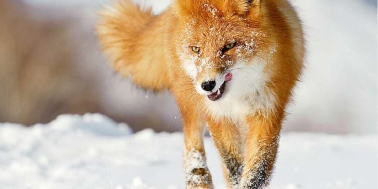 На Тернопільщині регулюють чисельність хижих тварин