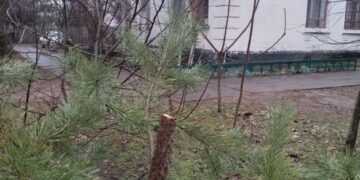 Передноворічний вандалізм: на Черкащині біля медзакладу позрізали сосни (ФОТО)