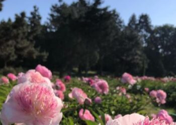 Після скандалу у ботсаду ім. Гришка обіцяють розірвати угоду про реконструкцію