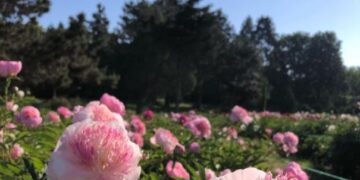 Після скандалу у ботсаду ім. Гришка обіцяють розірвати угоду про реконструкцію