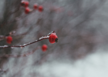 Погода в Запоріжжі 11, 12 січня – синоптики прогнозують мороз та мокрий сніг | Новости Запорожья