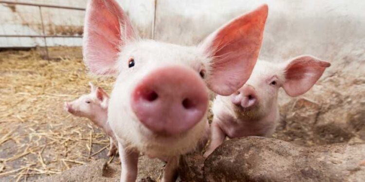 Продавав свиней з багажника за низькими цінами: на Тернопільщині викрили порушника | Терміново новини Тернополя