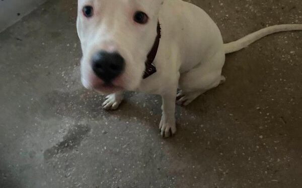 Шкільна поліцейська допомогла загубленому псу повернутися до господаря — Новости Черкасс