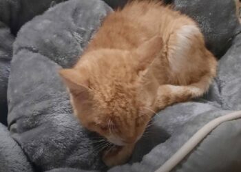 У Запоріжжі помер кіт Рижик, якого врятували з-під завалів зруйнованого КАБами будинку | Новости Запорожья