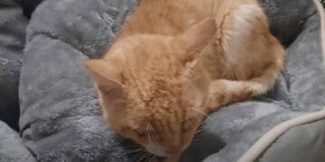 У Запоріжжі помер кіт Рижик, якого врятували з-під завалів зруйнованого КАБами будинку | Новости Запорожья