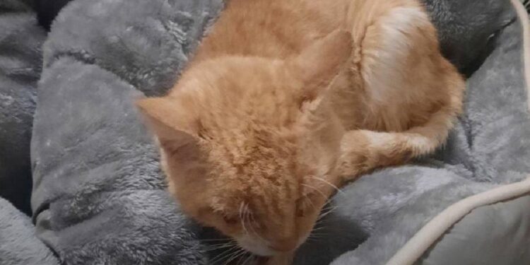 У Запоріжжі помер кіт Рижик, якого врятували з-під завалів зруйнованого КАБами будинку | Новости Запорожья