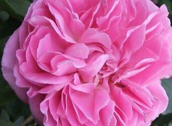 Покупка саженцев роз для начинающих садоводов