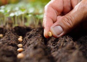 В Україні для посівної кампанії 2025 року задекларували 500 тисяч тонн насіння – Экономика