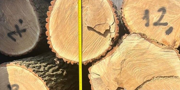 Збитки 1 млн грн – на Тернопільщині крали й продавали ліс