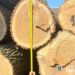 Збитки 1 млн грн – на Тернопільщині крали й продавали ліс