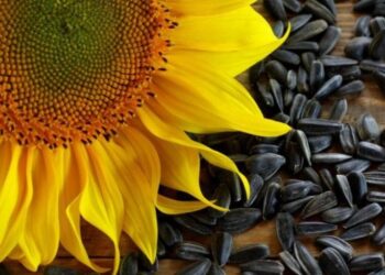 Названо форвардні ціни на врожай 2025 – ЭКОНОМИКА