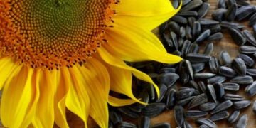 Названо форвардні ціни на врожай 2025 – ЭКОНОМИКА