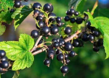 Стало відомо, яким простим добривом підживити кущі смородини у лютому – ЭКОНОМИКА