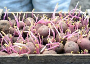 Що робити з насіннєвою картоплею, яка проросла завчасно – ЭКОНОМИКА