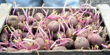 Що робити з насіннєвою картоплею, яка проросла завчасно – ЭКОНОМИКА