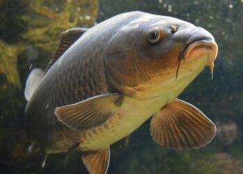 Фахівці Державної екологічної інспекції Південного округу моніторять якість води ріки Дніпро – попередження задухи риби | Новости Запорожья