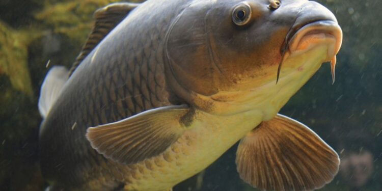 Фахівці Державної екологічної інспекції Південного округу моніторять якість води ріки Дніпро – попередження задухи риби | Новости Запорожья