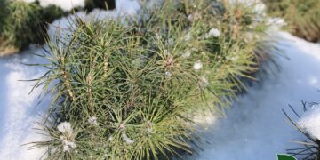 Ліс планують почати садити на Полтавщині – ПОЛТАВА СЬОГОДНІ