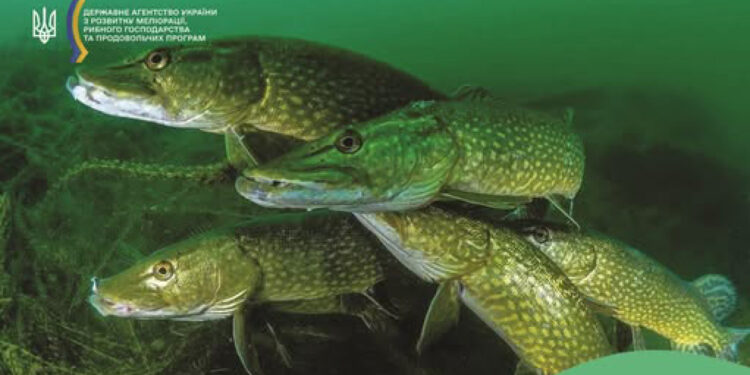 На Житомирщині заборонять вилов щуки, а порушників чекають штрафи | Журнал Житомира