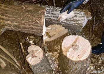 Нарубали на сім років тюрми: на Миколаївщині вирішили заробити на цінних породах дерев :: Інтент :: Суспільно-політичне видання:: Регіональна мережа якісної журналістики