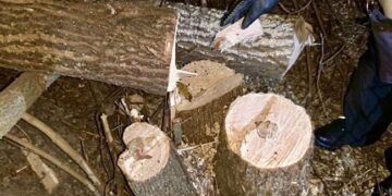 Нарубали на сім років тюрми: на Миколаївщині вирішили заробити на цінних породах дерев :: Інтент :: Суспільно-політичне видання:: Регіональна мережа якісної журналістики