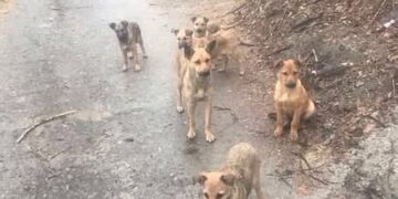 Понад 100 безпритульних тварин стерилізували у Канівській громаді — Новини Черкащіни