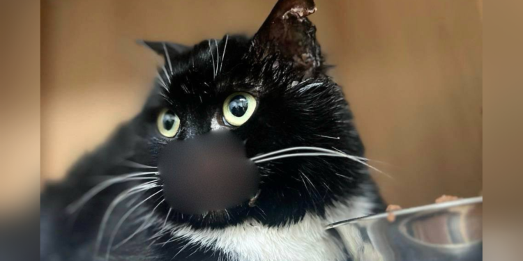 У Полтаві шукають свідків знущання над тваринами – ПОЛТАВА СЬОГОДНІ