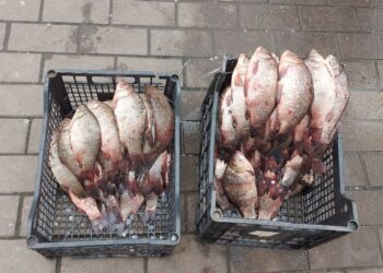 У Запоріжжі містяни продавали рибу без документів – подробиці  | Новости Запорожья