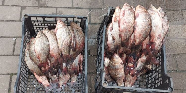 У Запоріжжі містяни продавали рибу без документів – подробиці  | Новости Запорожья