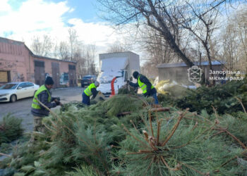 У Запоріжжі утилізують новорічні ялинки з користю для довкілля – що з ними роблять | Новости Запорожья