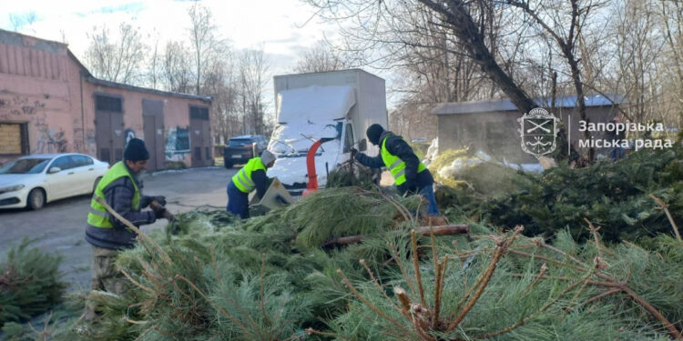У Запоріжжі утилізують новорічні ялинки з користю для довкілля – що з ними роблять | Новости Запорожья