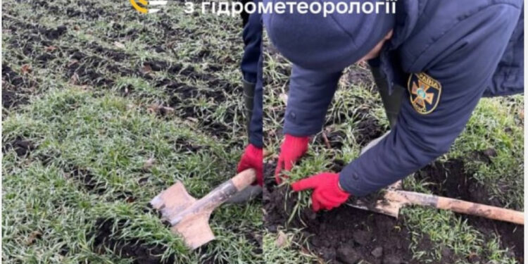 Зимового спокою у рослин не було: житомирські гідрометеорологи оцінили зразки озимини | Журнал Житомира