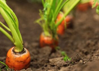 Стало відомо, коли сіяти моркву у відкритий ґрунт навесні 2025 р – ЭКОНОМИКА