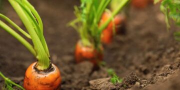 Стало відомо, коли сіяти моркву у відкритий ґрунт навесні 2025 р – ЭКОНОМИКА