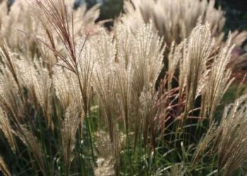 На Львівщині фермер кілька років вирощує екзотичну культуру — міскантус – ЭКОНОМИКА