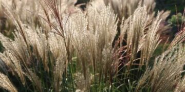 На Львівщині фермер кілька років вирощує екзотичну культуру — міскантус – ЭКОНОМИКА