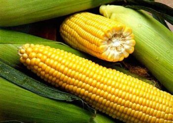 Мексика заборонила вирощування генетично модифікованої кукурудзи – ЭКОНОМИКА