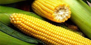 Мексика заборонила вирощування генетично модифікованої кукурудзи – ЭКОНОМИКА