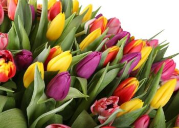 Стало відомо, скільки потрібно витратити на квіти до 8 березня – ЭКОНОМИКА