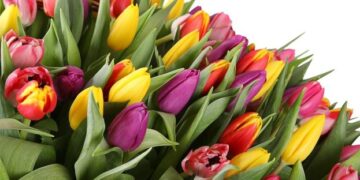 Стало відомо, скільки потрібно витратити на квіти до 8 березня – ЭКОНОМИКА