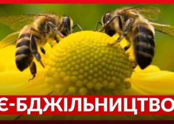 Як українським пасічникам убезпечити бджіл від отруєння: нова система «Є-Бджільництво» – ЭКОНОМИКА
