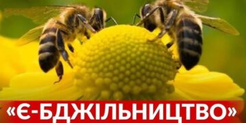 Як українським пасічникам убезпечити бджіл від отруєння: нова система «Є-Бджільництво» – ЭКОНОМИКА
