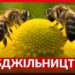 Як українським пасічникам убезпечити бджіл від отруєння: нова система «Є-Бджільництво» – ЭКОНОМИКА