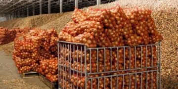 В Україні почали активніше будувати овочесховища – ЭКОНОМИКА