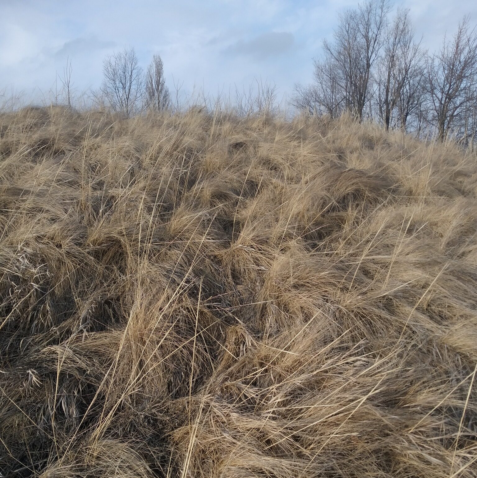 балка з червонокнижною ковилою у Черкаській області