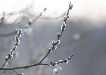 До Києва прийшла метеорологічна весна