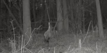 Фотопастка «Малого Полісся» знову подарувала нам унікальні кадри —Хмельнитчина