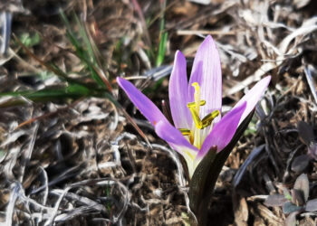 Які квіти не можна продавати і купувати – дикоростучі ранньоквітучі рослини у Запоріжжі | Новости Запорожья